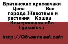 Британские красавчики › Цена ­ 35 000 - Все города Животные и растения » Кошки   . Кемеровская обл.,Гурьевск г.